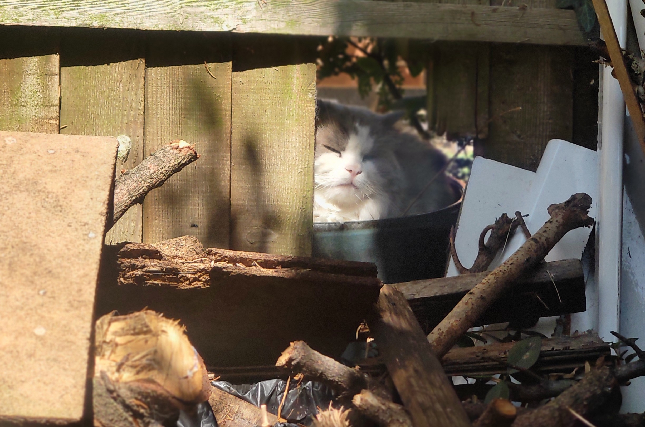 My landlady's elusive cat, Archie