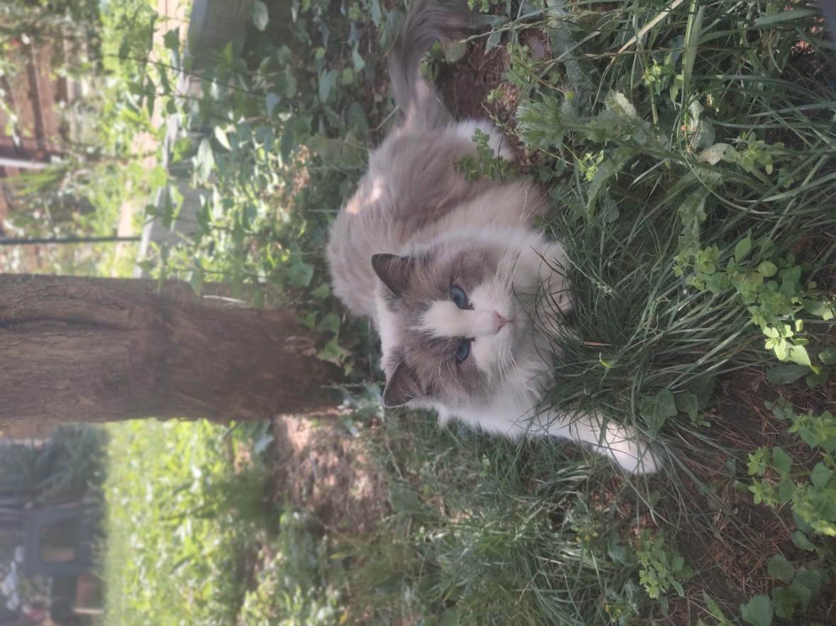 My landlady's cat Archie loves the garden.