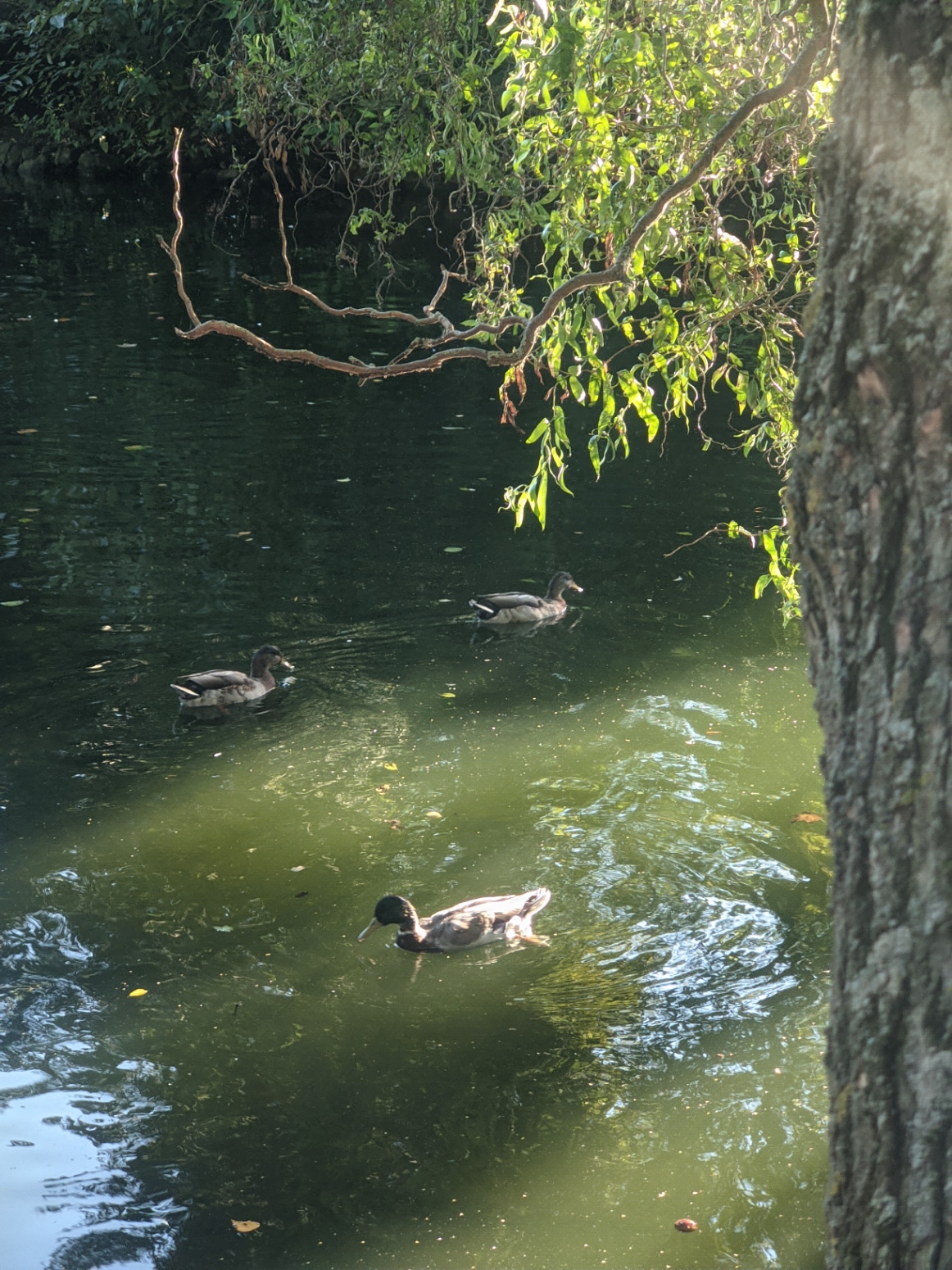 At the lake in the Arnold Community Park.