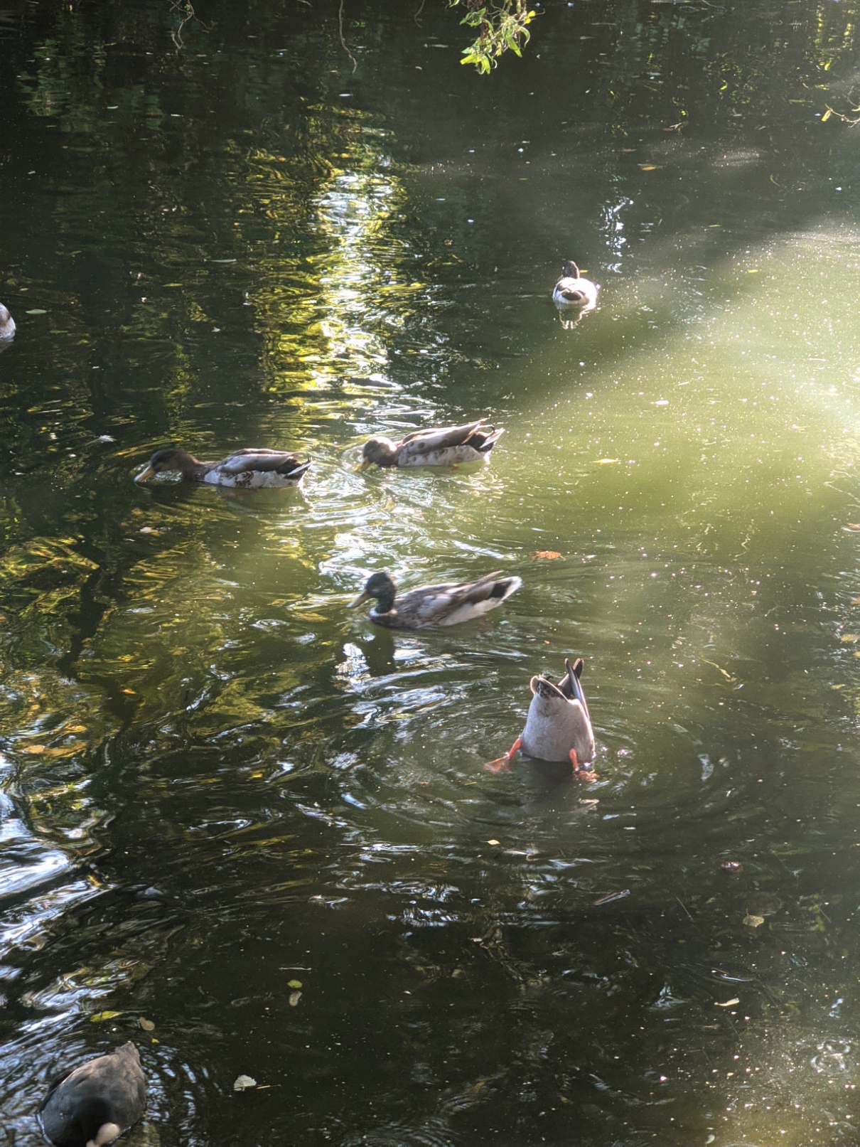 At the lake in the Arnold Community Park.