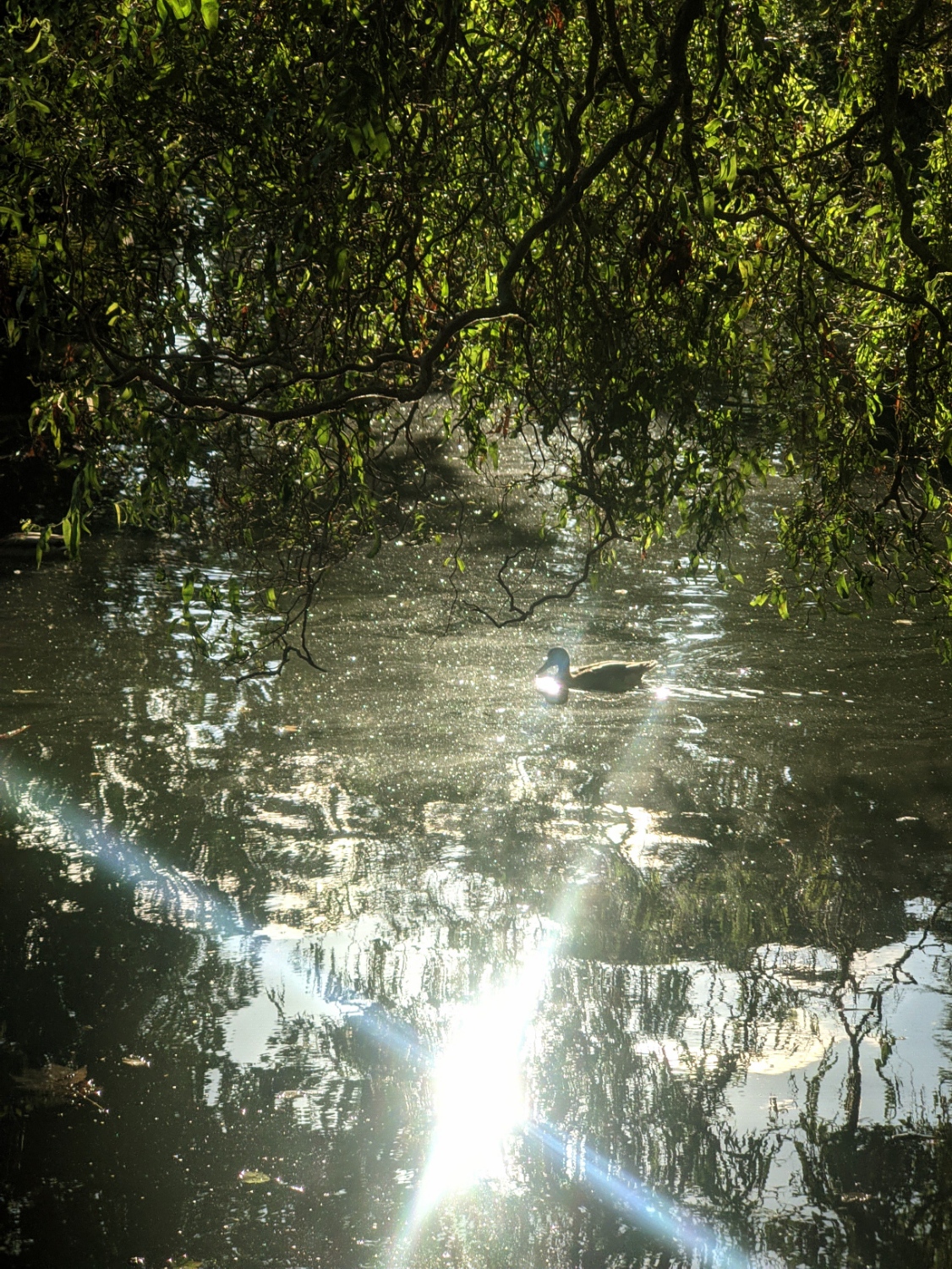 At the lake in the Arnold Community Park.