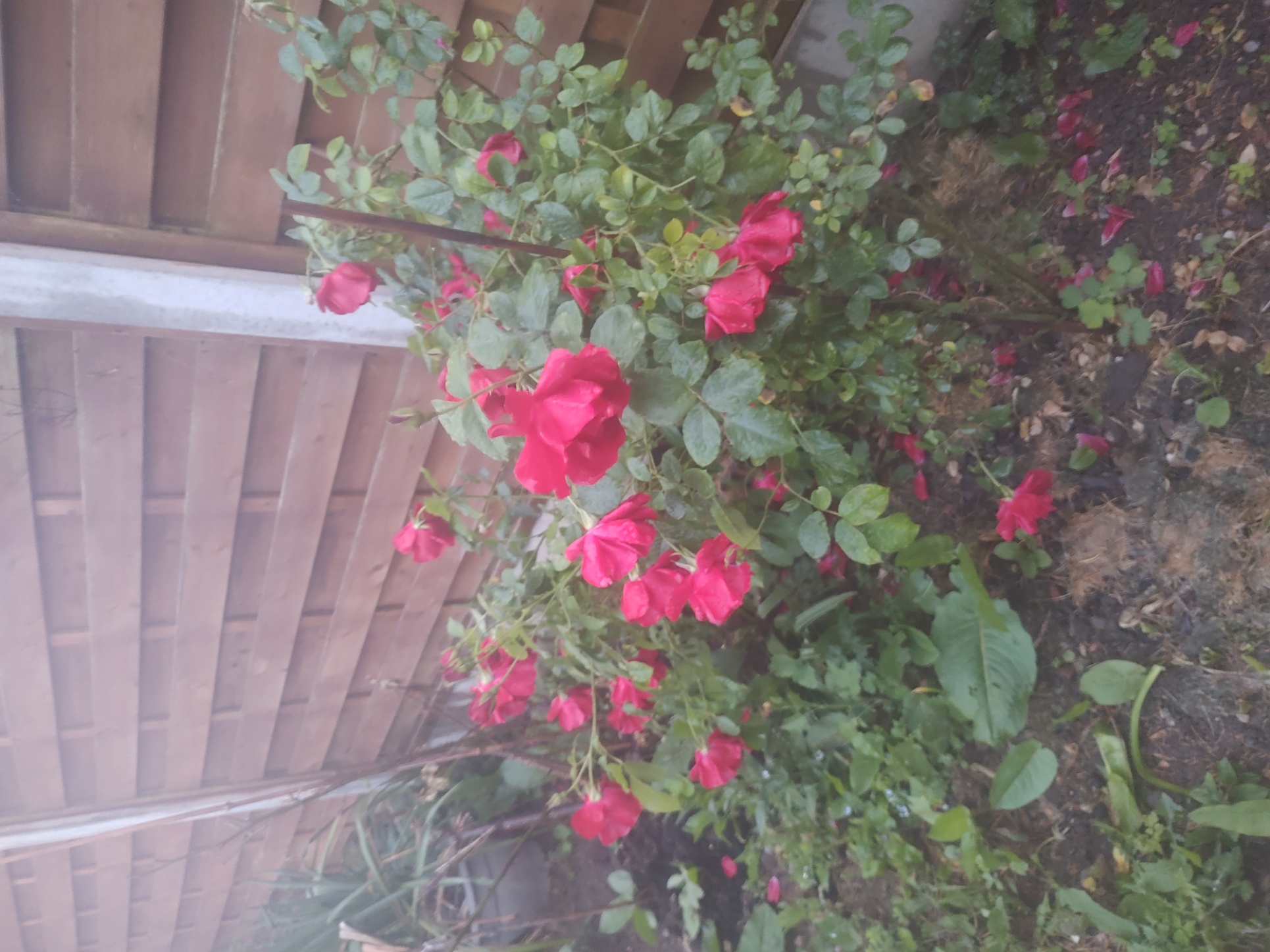 My landlady's garden right outside my porch.