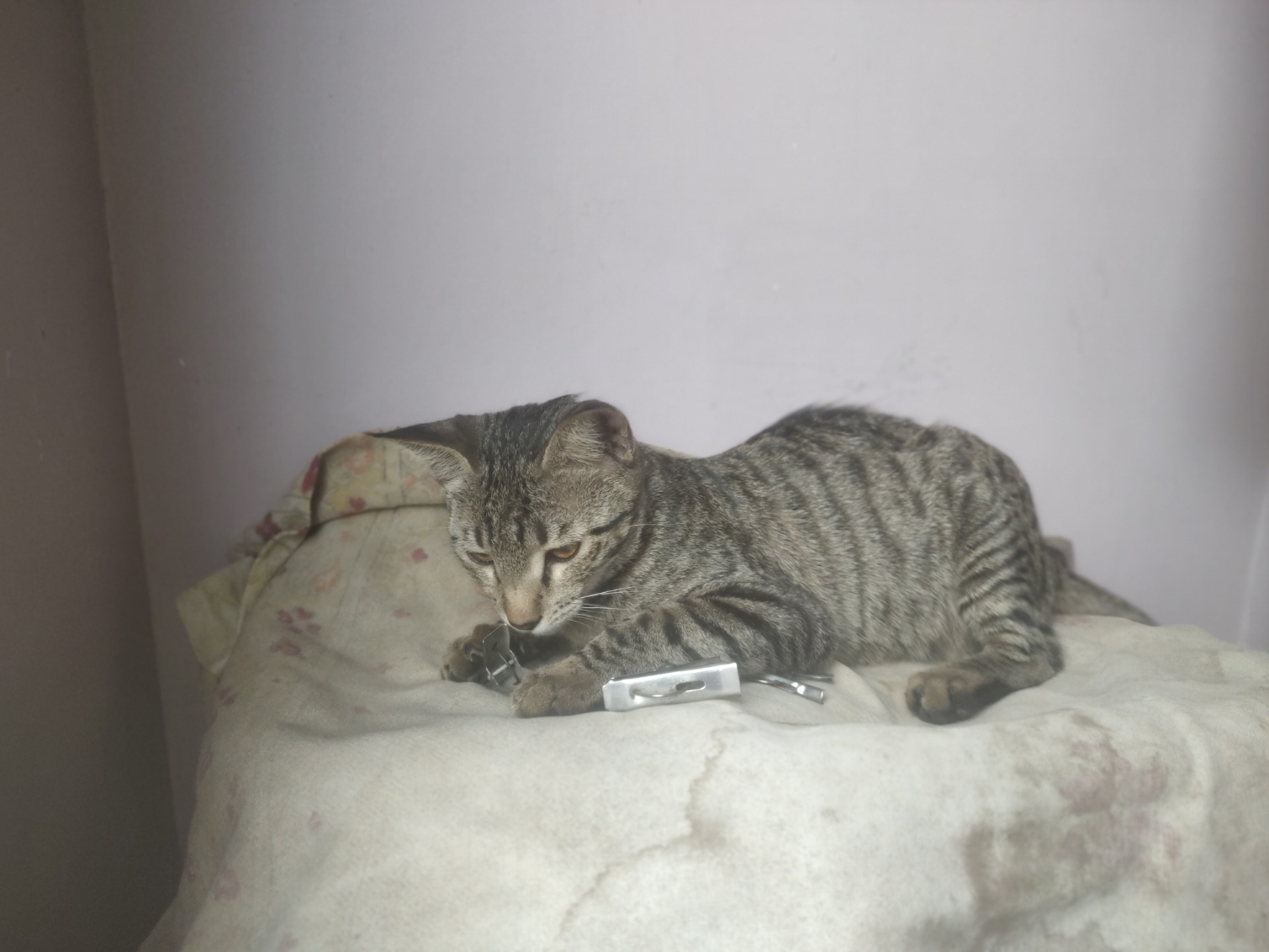 My cat back home in Ahmedabad, she doesn't scare.