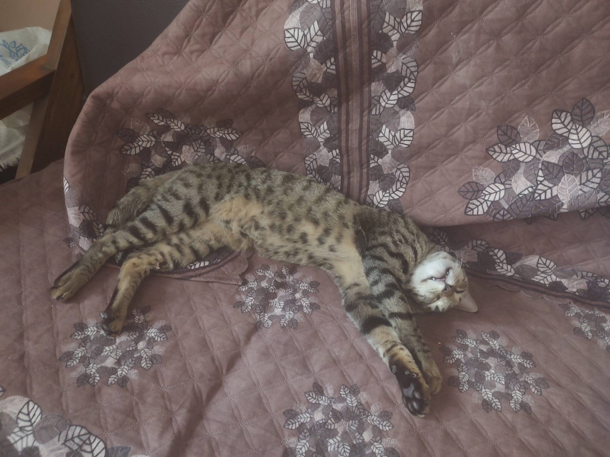 My cat back home in Ahmedabad, it's her house more than mine at this point.