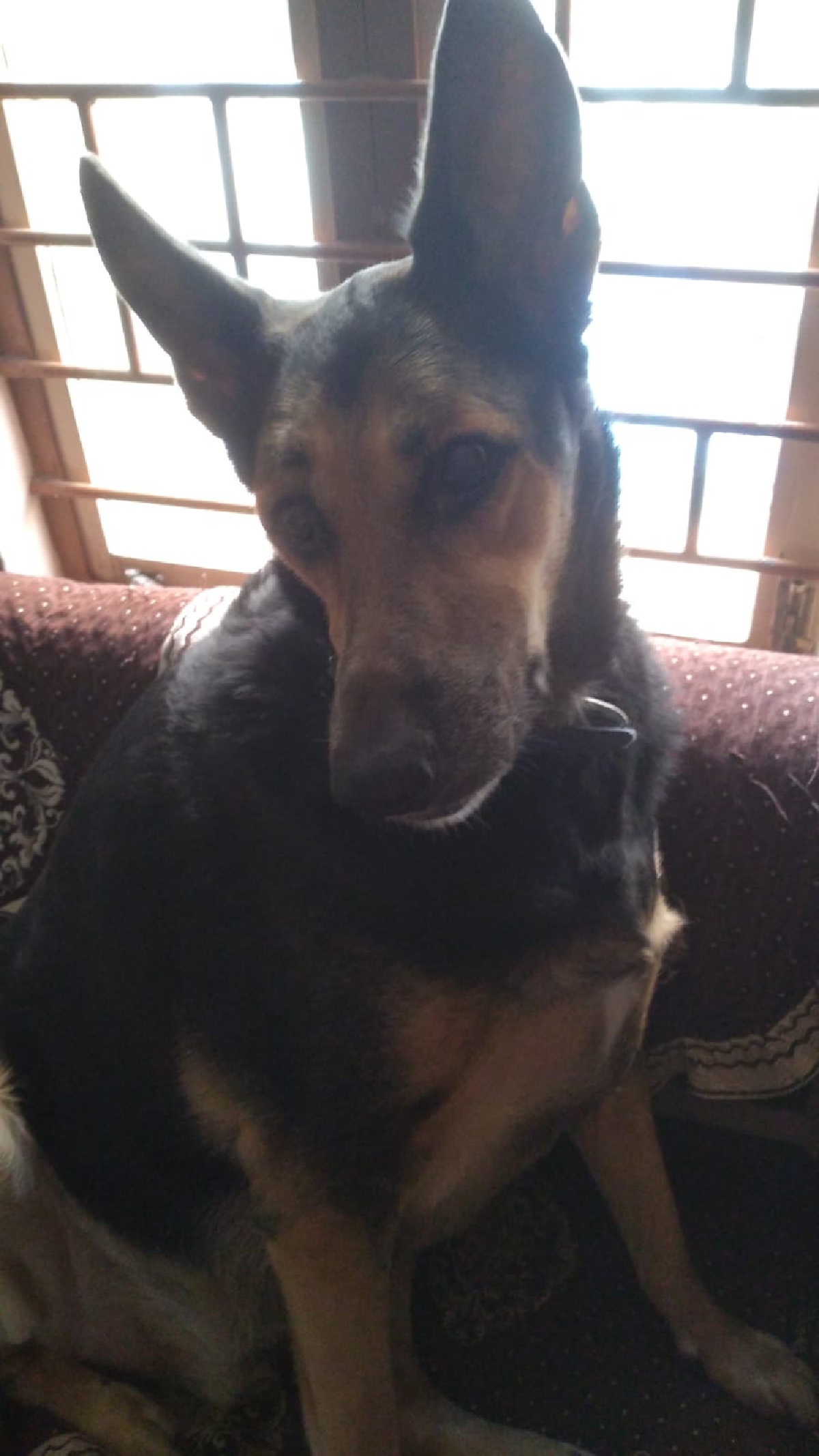 One of his favorite spots. He'd sit for long periods, enjoy the sun, and watch everything outside through the window.